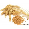 organic wheat