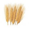 Wheat Seed