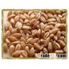 Superior Grain - Wheat