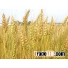 Wheat