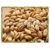Wheat Grains