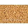 Wheat grain