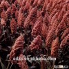 findind feed red sorghum