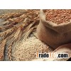 Organic Hard White Wheat Flour