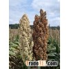 White and red Sorghum