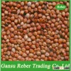 Red Sorghum