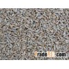 Unfermented (white) rye malt grain