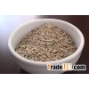 Rye grains for human consumption
