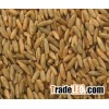Rye grains for Animal feed