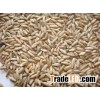 Best Quality Rye For Sale