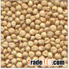 Sorghum Seeds