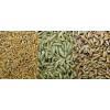 Milling Wheat- Feed Wheat- Buckwheat- Rye