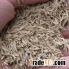 Organic Rye Wholemeal/ Certified Organic Rye Grain