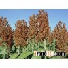 red sorghum