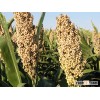 Black Sea White Sorghum