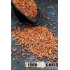 Sorghum Kernel / White Sorghum grains