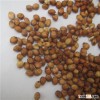 Full grain best price Grain Sorghum Price