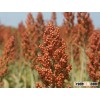 Black Sea Red Sorghum