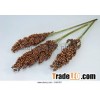 white Sorghum for Bird Feed