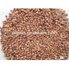 Chinese Good Red Sorghum for Sale