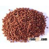 red sorghum