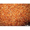Sorghum Seeds