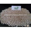White Sorghum Indian Origin