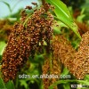 supplying red sorghum origined Argentina