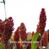 red sorghum for feed and for making wine