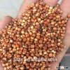 Argentine feed sorghum for sale
