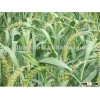 2012new crop high quality red sorghum
