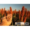 Sorghum