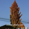 white sorghum prices competitive