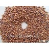 New Crop Red Sorghum Market Price