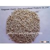 Sorghum