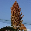 grain sorghum for sale with large quantity