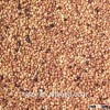feed sorghum price is very competitive