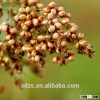 white sorghum for animal feed