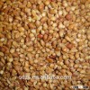 Feed sorghum from USA or Argentina