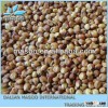 crop 2013 red sorghum grain for making wine and animal feed