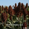 Sorghum for animal feed with good quality