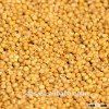 feed sorghum can be supplied