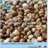 2013 hybrid sorghum red sorghum best price in stock