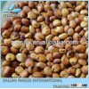 2013 CROP sweet Sorghum for in Stock Large quantity