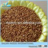 grain sorghum for sale red sorghum in 50kg 60kg