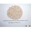 MC Well selected White Sorghum