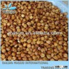 2013 grain sorghum price best products
