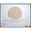 99% Purity White Sorghum for Sale