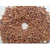 99% Purity Red Sorghum for Sale