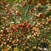 Red Sorghum-8 from china new